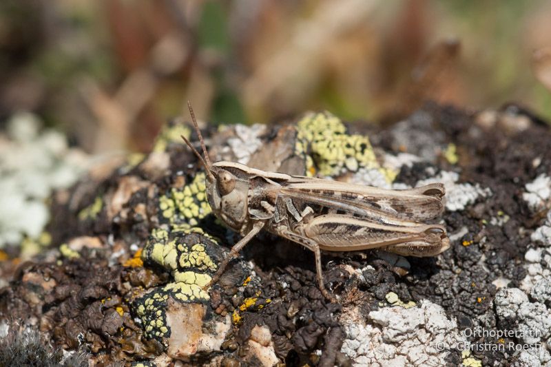 Omocestus petraeus ♀ - FR, Pyrénées-Orientales, Enveitg, 12.08.2009