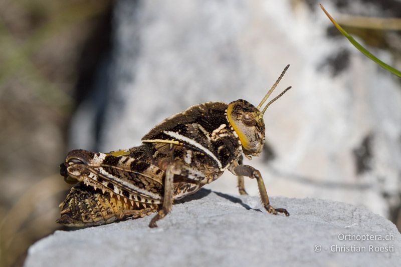 Prionotropis hystrix hystrix ♂ im letzten Larvenstadium - HR, Primorje-Gorski, Učka, 11.06.2014