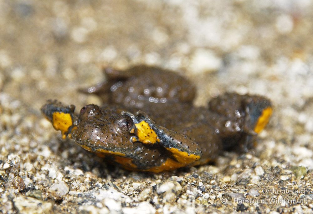 Gelbbauchunke (Bombina variegata), Kahnstellung - GR, Westmakedonien, Mt. Vernous (Kratero), 11.07.2013