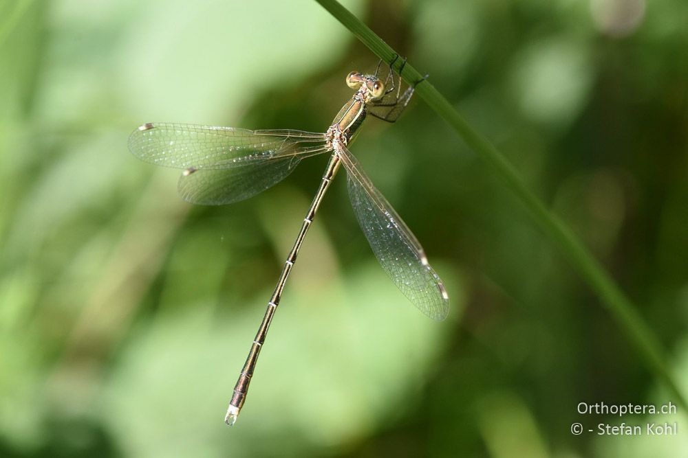 Südliche Binsenjungfer (Lestes barbarus) ♂ - BG, Blagoevgrad, Waldlichtung vor Raslog bei Bansko, 14.07.2018