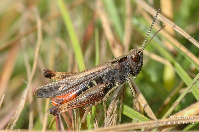 Omocestus rufipes ♂ - CH, VS, Sierre, 24.07.2007