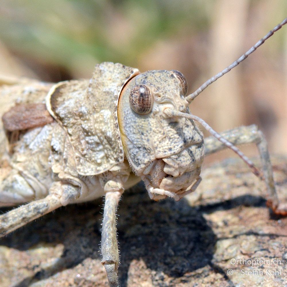 ♀ der Steinschrecke Glyphotmethis heldreichi heldreichi - GR, Thessalien, 13.07.2013