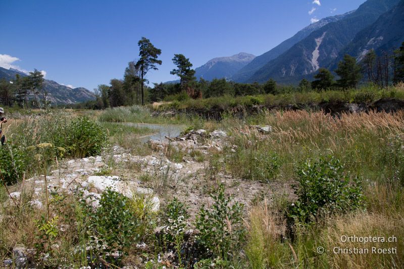 Langsam fliessendes Seitengewässer der Rhone mit schlickigem Schlammufer - CH, VS, Salgesch, 11.08.2013