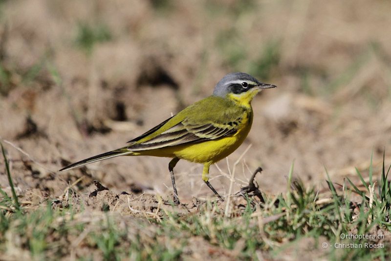 Schafstelze (Yellow Wagtail, Motacilla flava) auf dem Rückzug. Azraq, 10.04.2011