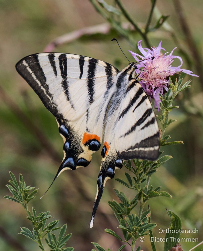 Iphiclides podalirius - HR, Istrien, Račja Vas, Dol, 24.07.2015