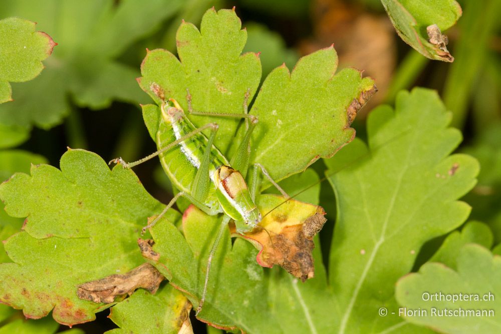 Männchen von Poecilimon thessalicus. Eine weitere Art der Poecilimon propinquus-Gruppe. Mt. Olimbos, 03.08.2012