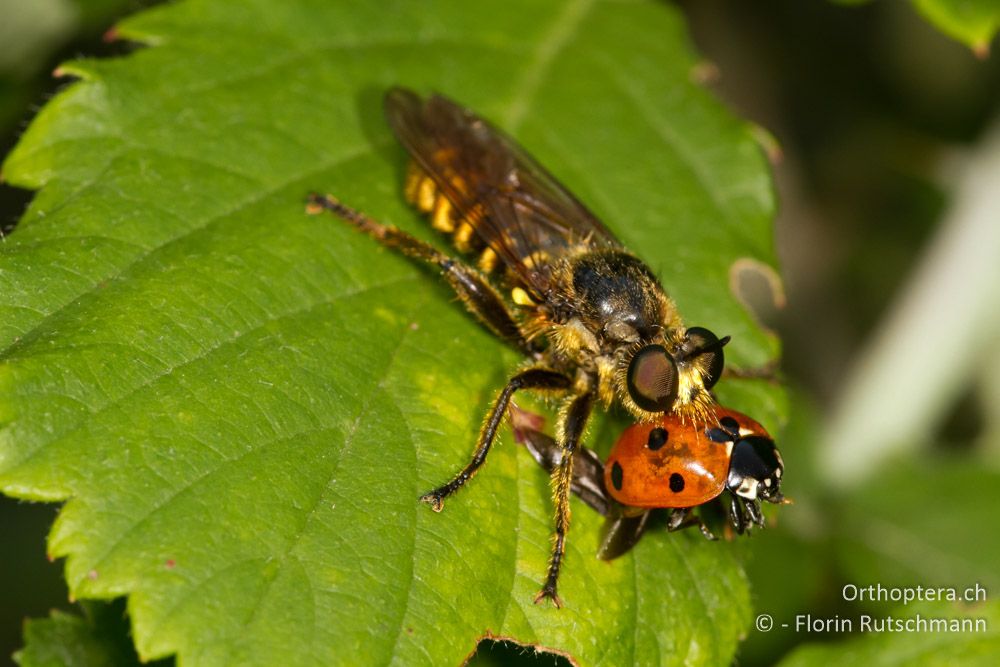 Raubfliege (Asilidae) mit Beute - Meteora, 04.08.2012