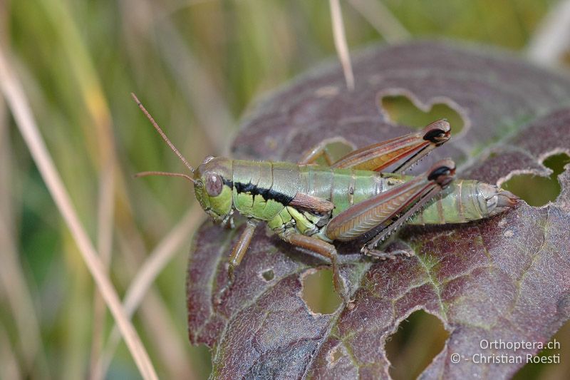 Pseudopodisma fieberi ♀ - IT, Venetien, Schio, Mt. Summano, 30.09.2006