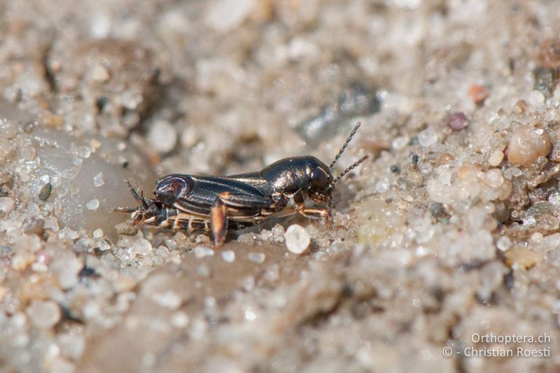 Xya pfaendleri ♂ - AT, Burgenland, Apetlon, Rosaliakapelle, 30.06.2010