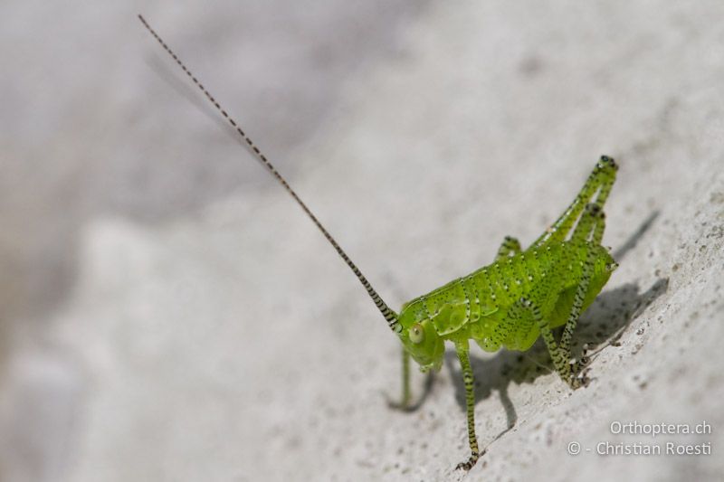 Leptophyes boscii im 1. Larvenstadium - HR, Istrien, Učka, 01.06.2014