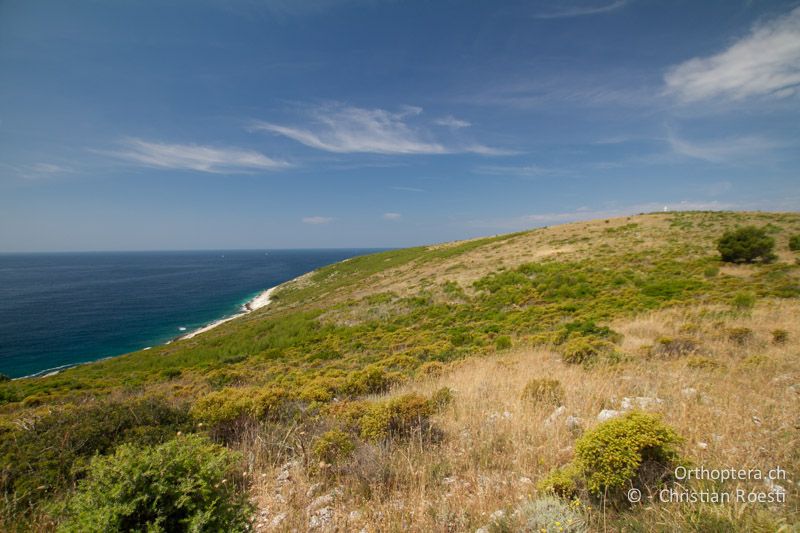 Landschaftsschutzgebiet bei Premantura. Hier leben Acrometopa servillea macropoda, Ephippiger discoidalis, Modestana modesta, Platycleis intermedia und Decticus albifrons - HR, Istrien, Premantura, 05.06.2014