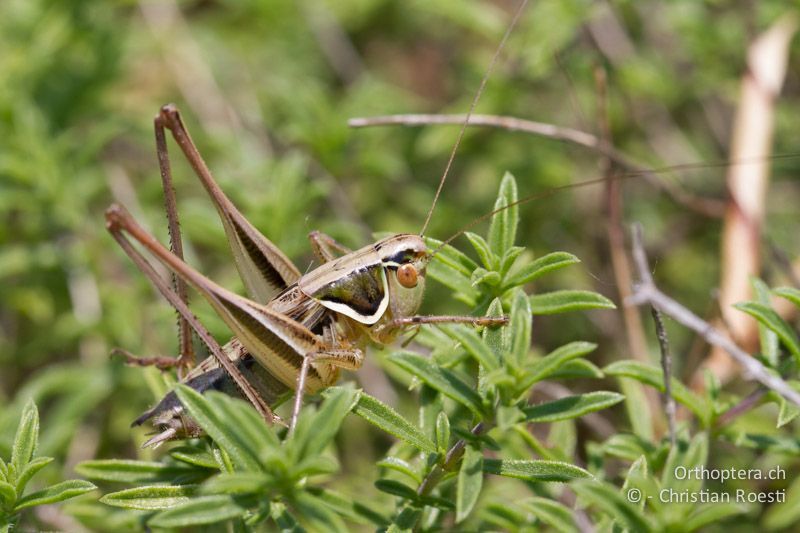 Modestana modesta ♂ - HR, Istrien, Premantura, 05.06.2014