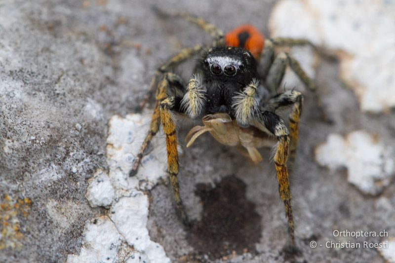 Springspinne Philaeus chrysops mit Larve von Chorthippus cf. vagans - HR, Istrien, Brovinje, 12.06.2014