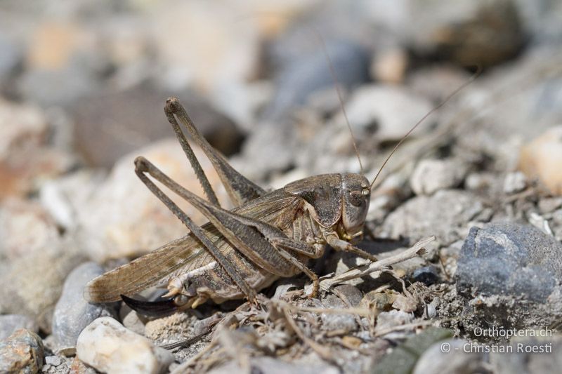 Platycleis falx laticauda ♀ - FR, Port-Saint-Louis-du-Rhône, 09.07.2014