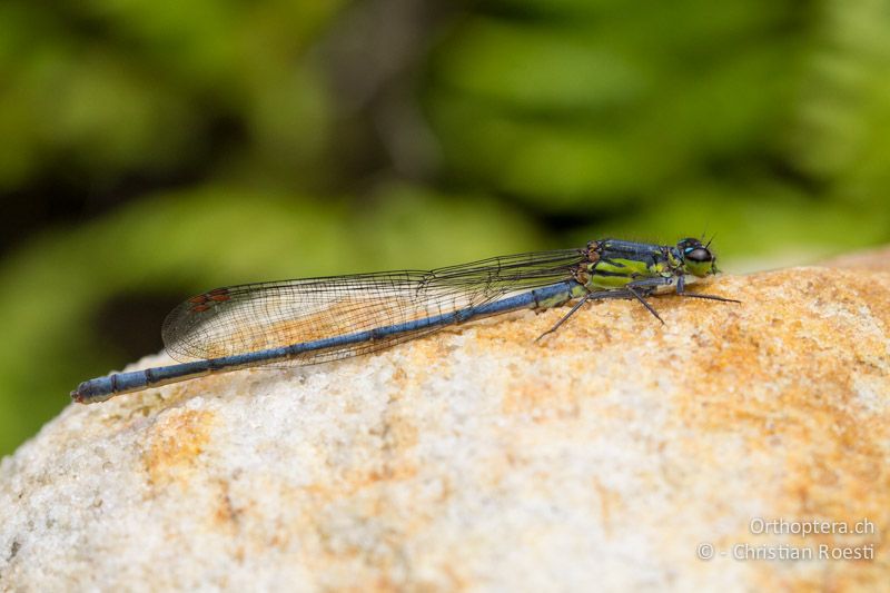 Pseudagrion spernatum, Natal Sprite ♂ - SA, Mpumalanga, Dullstroom, Field & Stream Lodge,12.01.2015