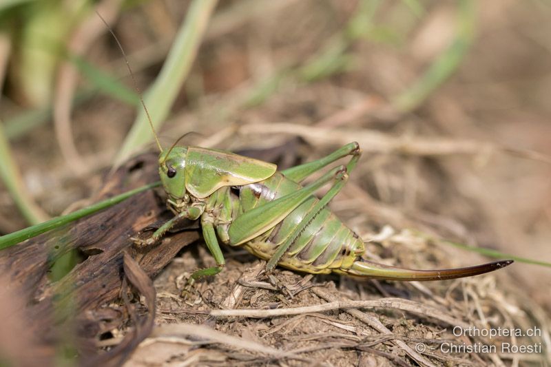 Psorodonotus illyricus ♀ - HR, Istrien, Račja Vas, Dol, 24.07.2015