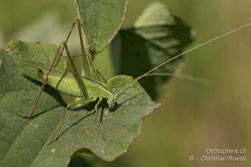 Tylopsis liliifolia ♀ - HR, Istrien, Bijele Zemljel, 25.07.2015