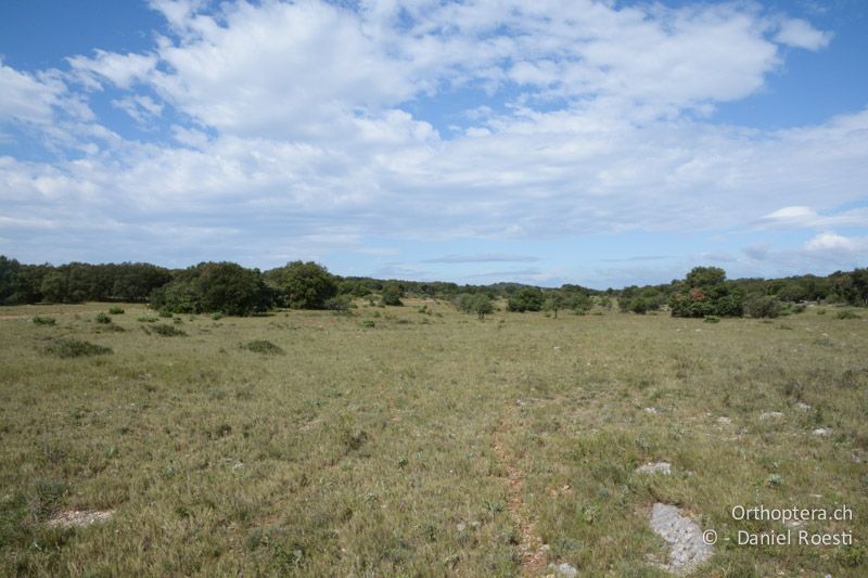 Plateau d'Aumelas, ein Insektenparadies - FR, Cournonterral, westlich von Montpellier, 11.07.2014