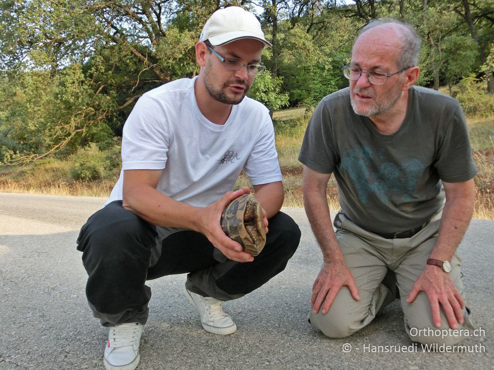 Begutachtung auf der Landstrasse: Griechische Landschildkröte (Testudo hermanni) - GR, Zentralmakedonien, Mt. Hortiatis, 04.07.2013