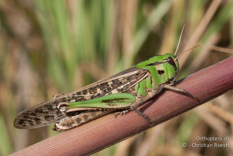 Locusta migratoria ♀ - FR, Haute-Corse, Borgo, 22.08.2008