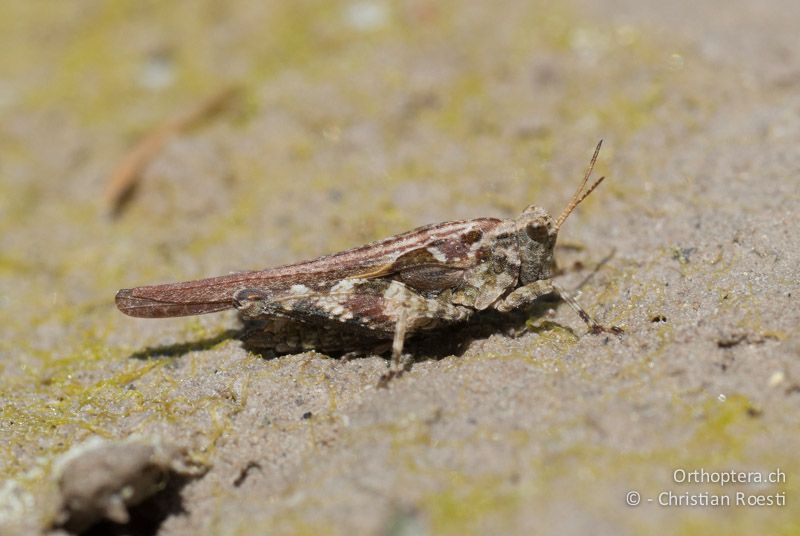 Tetrix ceperoi ♀ - FR, Drôme, Lus-la-Croix-Haute, 25.05.2009