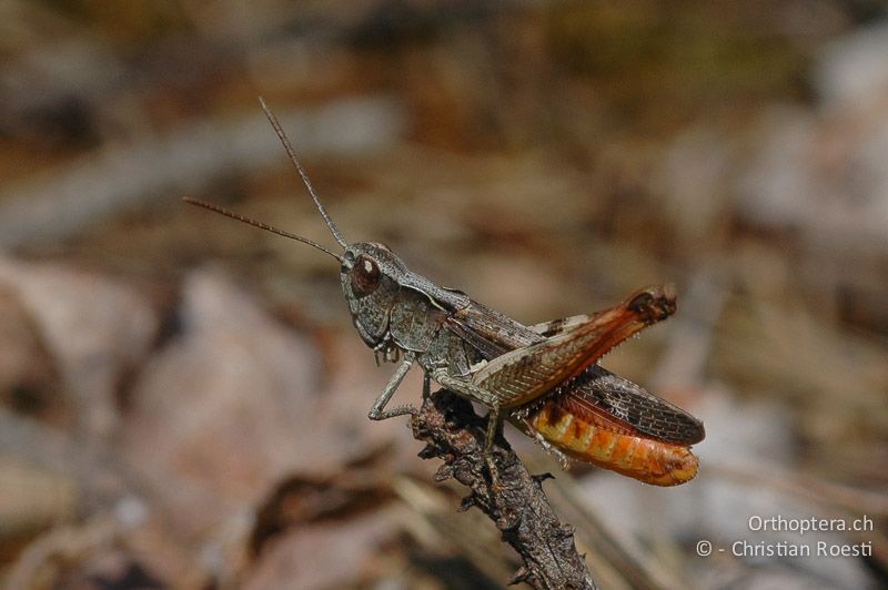 Chorthippus vagans ♂, singend - CH, VS, Salgesch, 06.08.2007