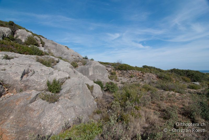 Garrigue mit kalkigem Untergrund am Meer - FR, Aude, Port-la-Nouvelle, 01.10.2010