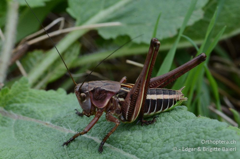 Decticus albifrons, männliche Larve - HR, Istrien, Mutvoran, 20.06.2016