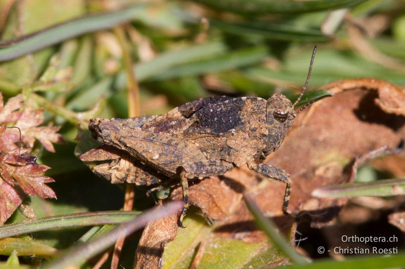 Tetrix depressa ♂ - FR, Ardèche, Rosières, 20.02.2013