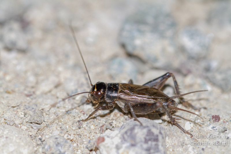 Eumodicogryllus bordigalensis ♂ - GR, Rhodos, Laerma, 21.05.2013