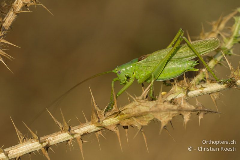 Tettigonia caudata ♂ - GR, Peloponnes, Spathovouni, 24.05.2013