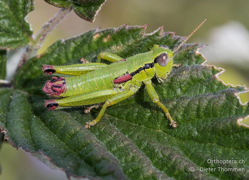 Odontopodisma fallax ♂ - HR, Istrien, Vela Učka, 20.07.2015