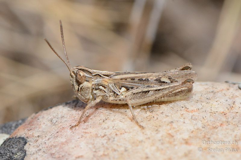 Omocestus petraeus ♂ - FR, Crau, 08.07.2014