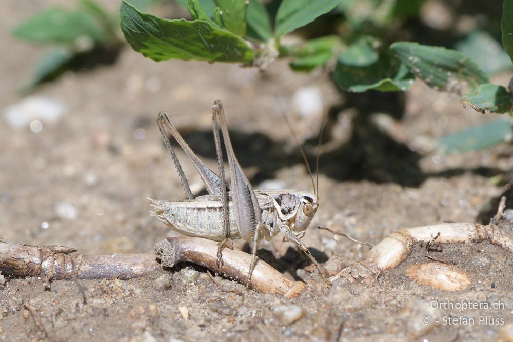 Tessellana carinata ♂ - BG, Plowdiw, Belovitsa, 10.07.2018