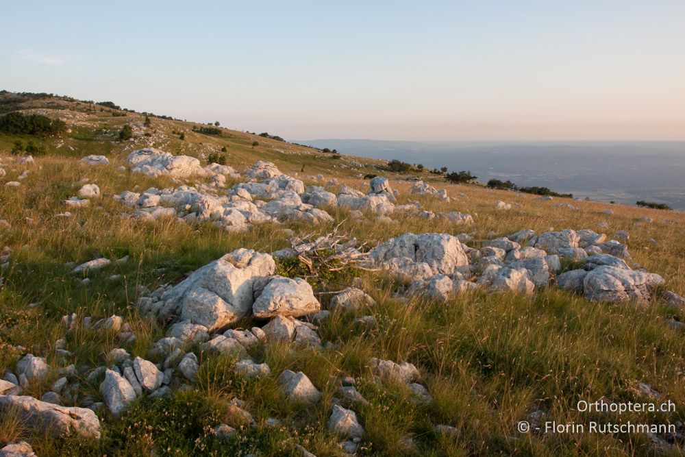 Landschaft im Učka-Gebirge - HR, Istrien, Učka-Gebirge, 11.06.2014