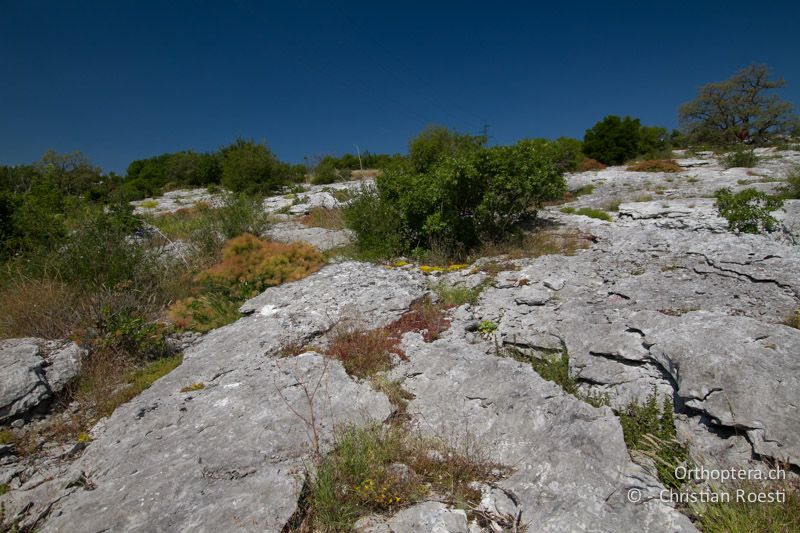 Lebensraum von Pholidoptera littoralis littoralis und Barbitistes ocskayi - HR, Istrien, Stepčići, 06.06.2014