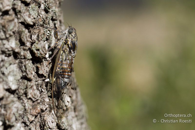 Eschenzikade (Cicada orni) - FR, Plateau d'Aumelas, 11.07.2104