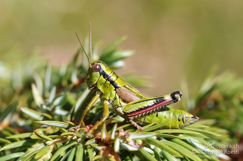 Miramella carinthiaca ♀ - AT, Kärnten, Reichenfels, 16.09.2016