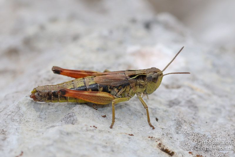 Chorthippus alticola ♀ - SLO, Goriška, Tolmin, Mt. Vogel, 19.09.2016