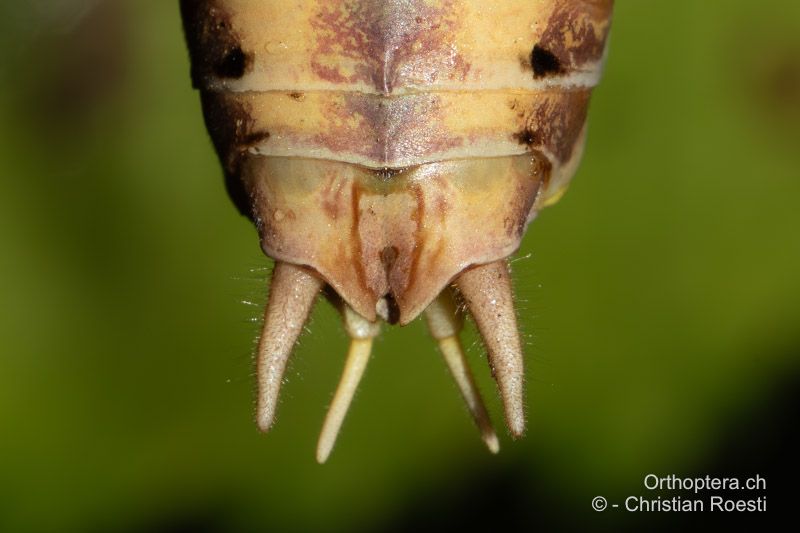 Decticus albifrons ♂, Hinterleibsende. Die Cerci sind in der zweiten Hälfte leicht winklig einwärts gebogen, der Innenzahn an der Basis ist hier vom 10. Tergum verdeckt - .HR, Dalmatien, Split, 25.07.2022