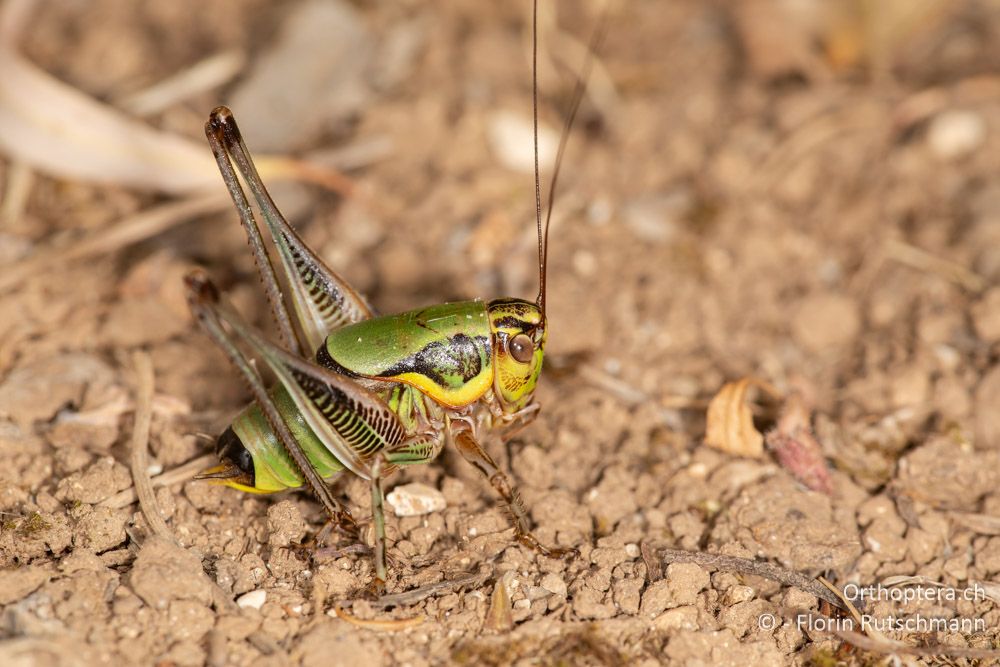 Eupholidoptera cephalonica ♂ - GR, Ionische Inseln, Kefalonia, 15.06.2024