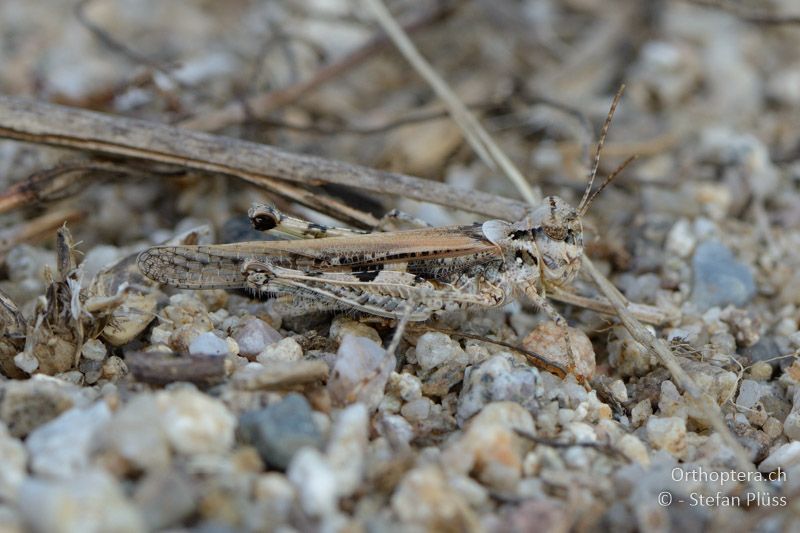 ♂ von Acrotylus longipes - GR, Zentralmakedonien, Kerkini-See, 08.07.2013