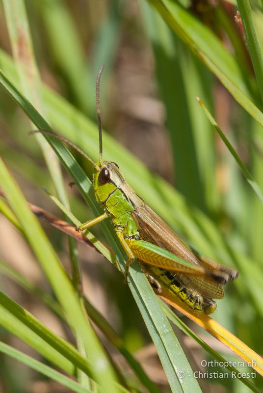 Pseudochorthippus montanus ♂ - CH, VD, Cudrefin, 25.06.2008