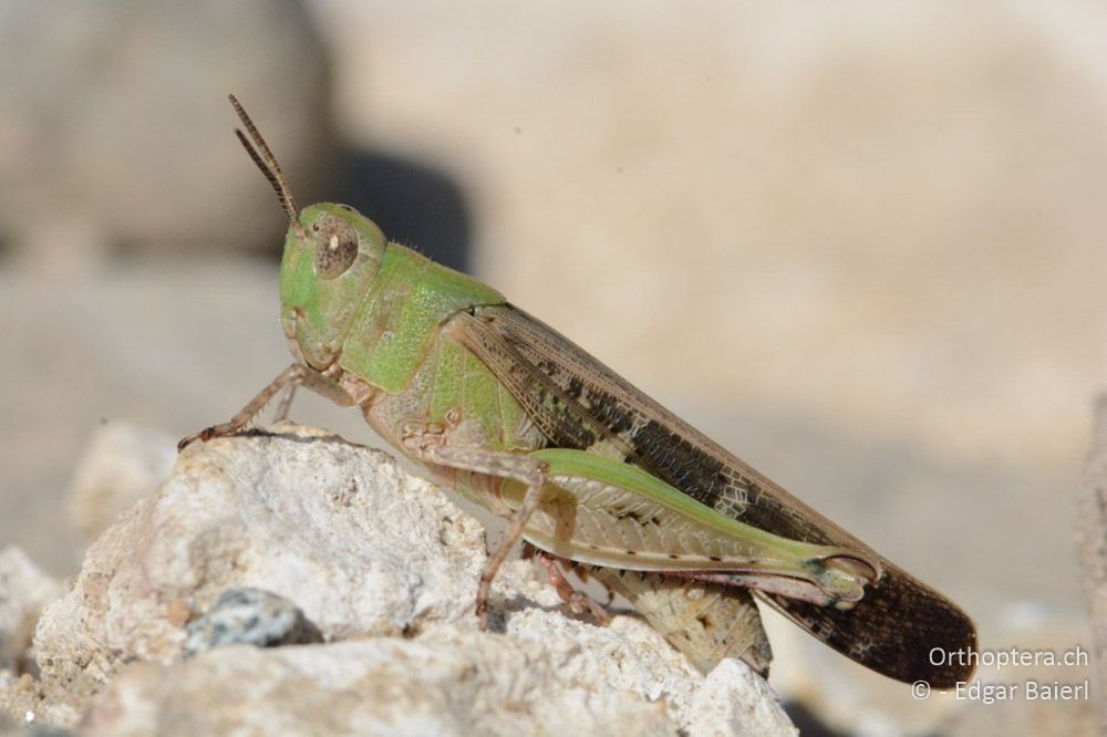 Grünes Aiolopus strepens ♀ - BG, Blagoewgrad, Ploski, 14.07.2018