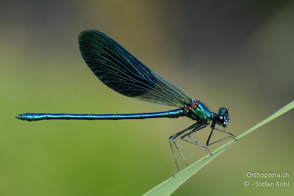 Calopteryx splendens ♂ - HR, Istrien, Bijele Zemljel, 25.07.2015