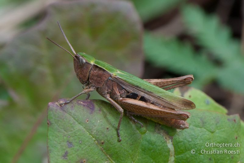 Chorthippus dorsatus ♀ - FR, Pyrénées-Orientales, Saillagouse, 04.10.2010