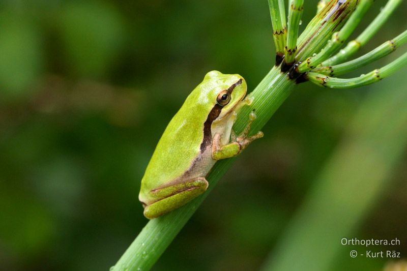 Mittelmeer-Laubfrosch (Hyla meridionalis) - FR, Canal de Vergière, 07.07.2014