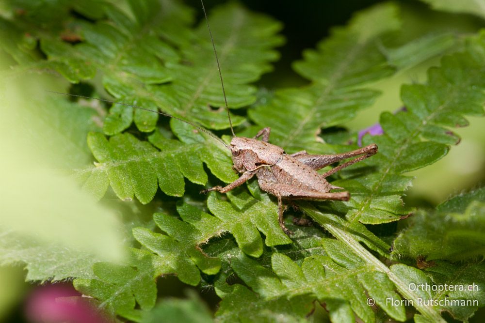 Larve der Gewöhnlichen Strauchschrecke (Pholidoptera griseoaptera) - Mt. Vernon, 17.07.2011