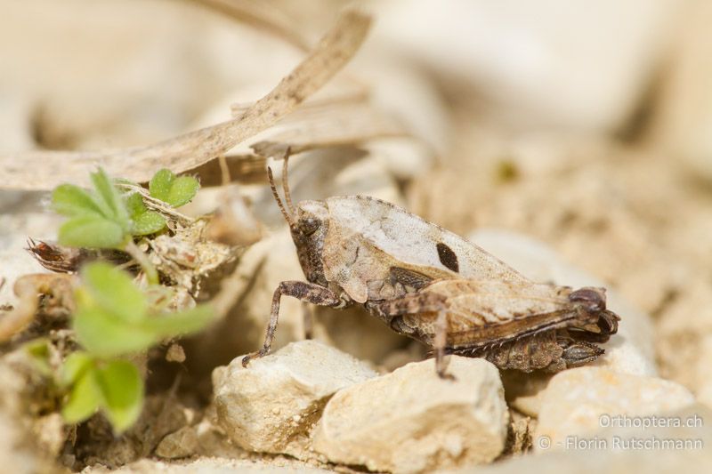 Tetrix kraussi ♀ - CH, SH, Neunkirch, 13.04.2014