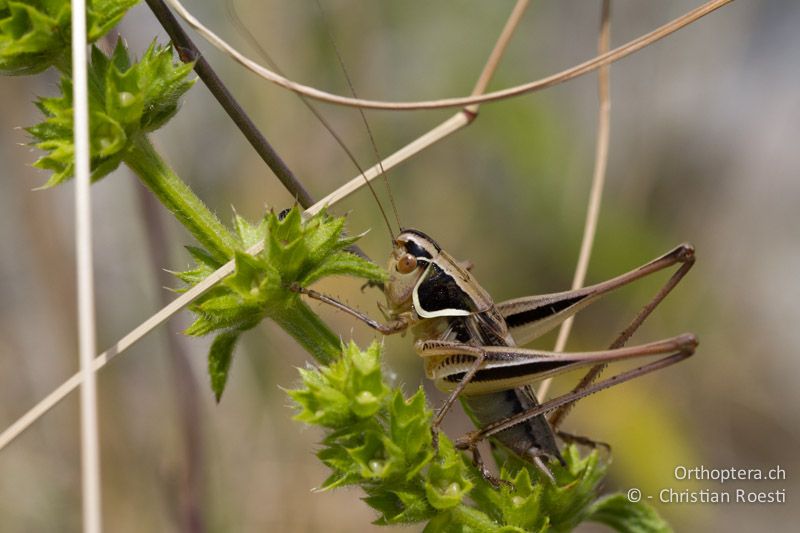 Modestana modesta ♂ - HR, Istrien, Premantura, 05.06.2014